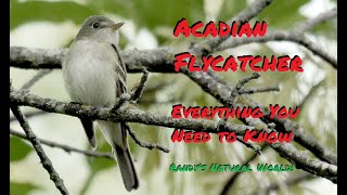 The Acadian Flycatcher Everything You Need to Know [upl. by Lanevuj]