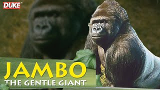 Jambo the Gorilla  The Gentle Giant  Documentary [upl. by Felicidad848]