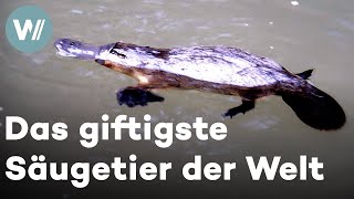 Schnabeltiere – Säugetiere die Eier legen und mit geschlossenen Augen unter Wasser schwimmen [upl. by Alfredo]