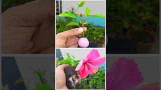 Easy method of gardeningviewers viralvideoシ highlights Flowers composite indoorgardening [upl. by Aninat]