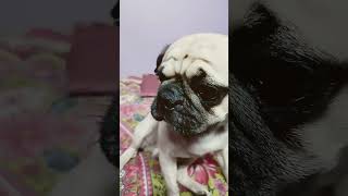 English 🍾🍷🥃 Pina h subscribe shortvideos comedy funny trending shorts doglover youtubeshorts [upl. by Suzi]