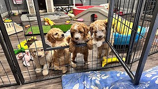 Goldendoodle Puppies are Going Home to Their New Families Today [upl. by Larianna]