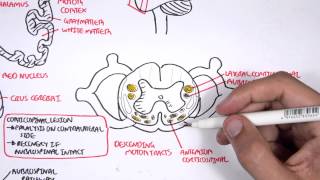 Neurology  Motor Pathways [upl. by Anwat]