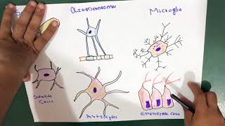 Glial Cells  Neuroglia  Types [upl. by Ahsilam]