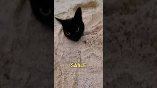 Il Jouait sur la Plage jusqu’à ce que ce Chat apparaisse 😂 [upl. by Ayotahs]