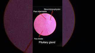 ANATOMY  HISTOLOGY  PITUITARY GLAND  IDENTIFICATION FEATURES mbbs anatomy histology life [upl. by Yecaj]