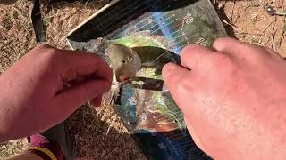 YELLOWBELLY AND SILVER PERCH BAIT FISHING  coopers creek innamincka SA [upl. by Juliette454]