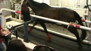 Horse running on a treadmill [upl. by Vikki]