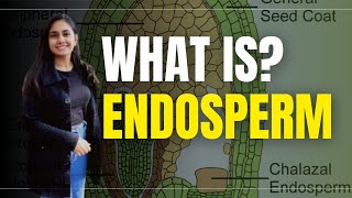 Endosperm in Hindi  Biology  what is Endosperm [upl. by Akisej]