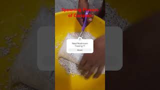 Spawning process of BUTTON Mushroom compost [upl. by Notrab]