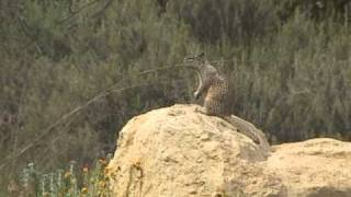 California Ground Squirrel Alarm Call 01avi [upl. by Jon]