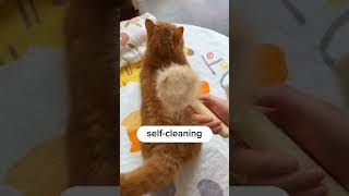 Effortless Pet Care Your Guide to a Cat Grooming Brush [upl. by Nadabb]