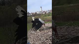 21032024 Pierwszy dzień wiosny BIECZ przylot pierwszego bociana bociany storks medivalhistory [upl. by Lemej232]