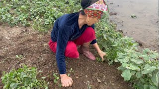 A Day Of Harvesting Green Vegetables In The Garden Goes to market sell  Lý Thị Ca [upl. by Hortensa]