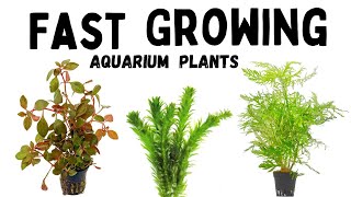 Top 7 Fast Growing Aquarium Plants Boost Your Tanks Greenery [upl. by Drarehs]