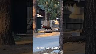 Can I pet that dawwwwg🥹 Tahoe bear urbanwildlife [upl. by Hebbe]