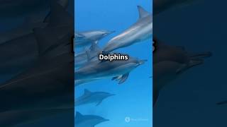 Did You Know Dolphin Have Names Discover Their Fascinating Communication [upl. by Ijuy978]