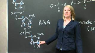 Explanation of 5 and 3 C terminus and N terminus  MIT 701SC Fundamentals of Biology [upl. by Aliuqahs]