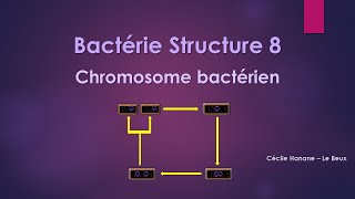 Bactérie Structure 8 MATERIEL GENETIQUE  CHROMOSOME BACTERIEN sans musique de fond [upl. by Fina311]