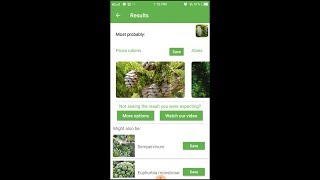 PlantSnap identifies a Red Spruce Picea rubens [upl. by Lunn]