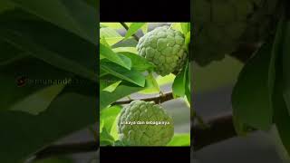 Pisang semak buahlangka yang anti malaria munandartv [upl. by Fording]