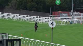 Turnbull Stakes Day Gallops Tue 1 October Buckaroo [upl. by Nishi]