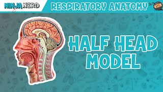 Respiratory  Half Head Anatomy [upl. by Aihsik]