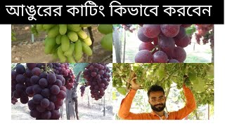 J R Mondal Nursery আঙুরের কাটিং নিয়ে আর একটি ভিডিও নিয়ে চলে এসেছেন [upl. by Blondy]