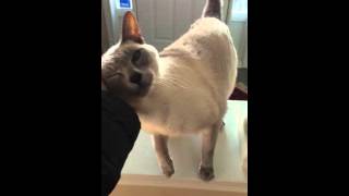 Chatty Siamese Cat [upl. by Aicemed]