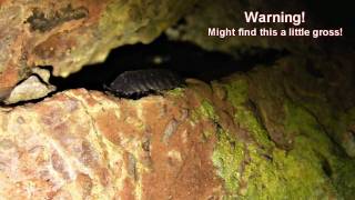 Funny Woodlouse Eating Oniscus asellus [upl. by Nilson]