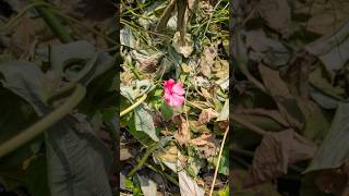 dried leaf around flowers [upl. by Alane]