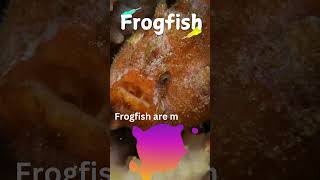 Meet the WEIRD Frogfish Creature kids naturecuriosities fish [upl. by Airdnassac188]