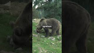 Faszinierende Grizzly Bären tierliebe facts naturshortsyoutube doku tiere baer grizzly [upl. by Ida]