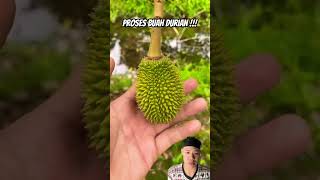 Proses buah durian durian fruit buah panen berkebun perkembanganbuahdurian perkembangandurian [upl. by Khoury]