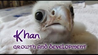 Khan the Saker Falcon  Growth And Development [upl. by Suiravad]