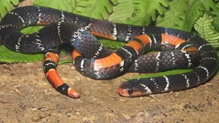 Barred Coral snake rescue and release [upl. by Nylqcaj]