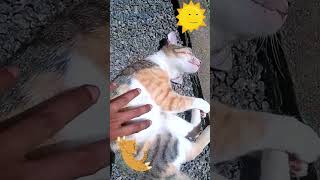 Cat Feel The Sunshine funny shorts 🐱🌞 [upl. by Rahmann]