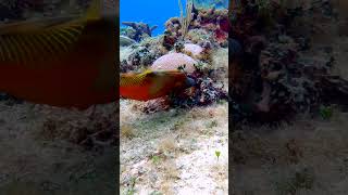 What Did the Filefish Say to the Diver fish marinelife oceanreef4k fyp [upl. by Vacuva]