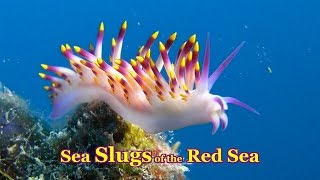 Sea Slugs of the Red Sea  30 colorful species Nudibranchs amp Sea Slugs [upl. by Vihs]