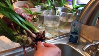 How To Save Cymbidium Orchid With Root Rot [upl. by Brunelle]