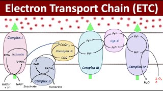 Electron Transport Chain  Mitochondrial Respiration  Biochemistry Basics [upl. by Edasalof254]