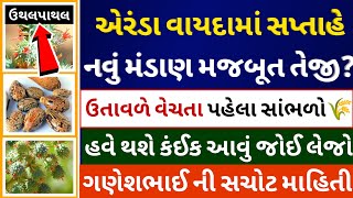 એરંડા વાયદામાં સપ્તાહે નવું મંડાણ મજબૂત તેજી💥Arenda na bhav Patan marketing yard l commodity trade [upl. by Kaz]