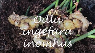 Odla ingefära inomhus [upl. by Jocelin]