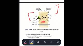 loop diuretics mechanism of action moa  MBBS  Pharmacology  in urdu  hindi [upl. by Kilk]