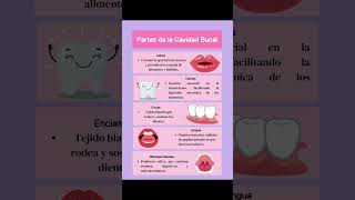 quot¿Conoces las Partes de la Cavidad Bucal 🦷  Play Quiz de Enfermeríaquot playquizenfermería salud [upl. by Verneuil]