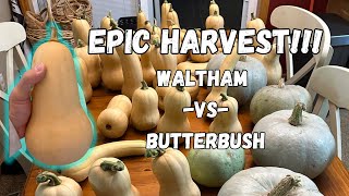 Epic Butternut Squash Harvest  Waltham vs Butterbush [upl. by Airretnahs]