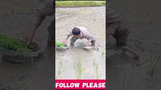 রাজমিস্ত্রী যখন ধান লাগাতে যায় shorts funny bangladesh dubai treanding viralvideo [upl. by Slen]