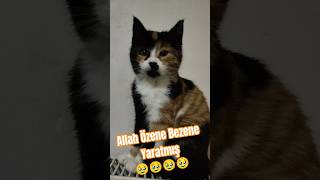 Allah Özene Bezene yaratmış Maşallah 🥹🥹🥹🥹🥹 destek kedi cat [upl. by Notxed]