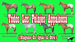 Pelajes Appaloosa Oficiales en el ApHC🐴Del Cerro Soy [upl. by Brandenburg773]