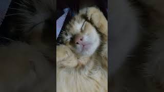 Nilavu thungum neram cat nature poonai sleep kitten kids catvideos [upl. by Latashia]